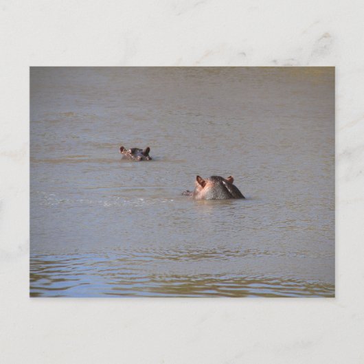 Hippo Stare Briefkaart (Voorkant)