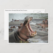 hippo yawn briefkaart (Voorkant / Achterkant)