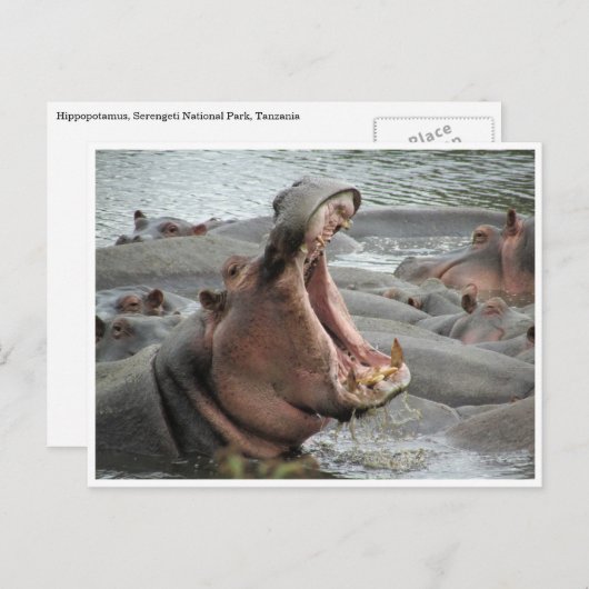 hippo yawn briefkaart (Voorkant / Achterkant)