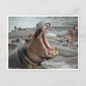 hippo yawn briefkaart (Voorkant)