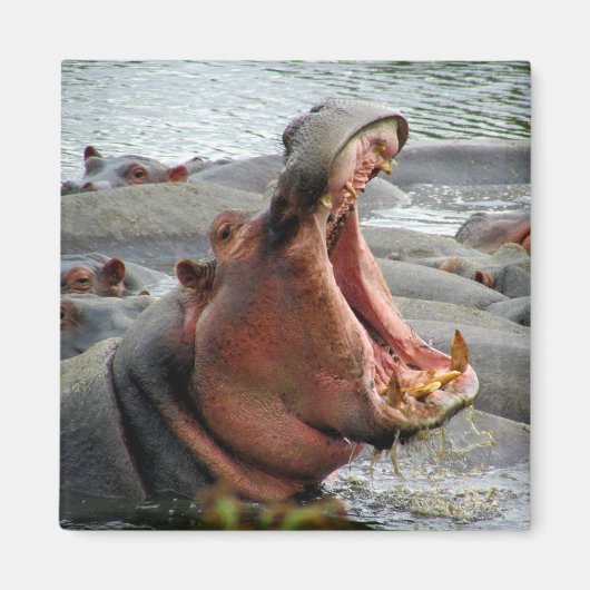 hippo yawn magneet (Voorkant)