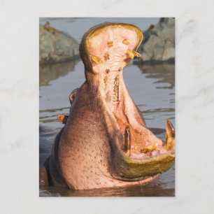 Hippo yawning, Tanzania Briefkaart