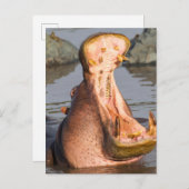 Hippo yawning, Tanzania Briefkaart (Voorkant / Achterkant)