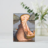 Hippo yawning, Tanzania Briefkaart (Staand voorkant)
