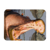 Hippo yawning, Tanzania Magneet (Horizontaal)