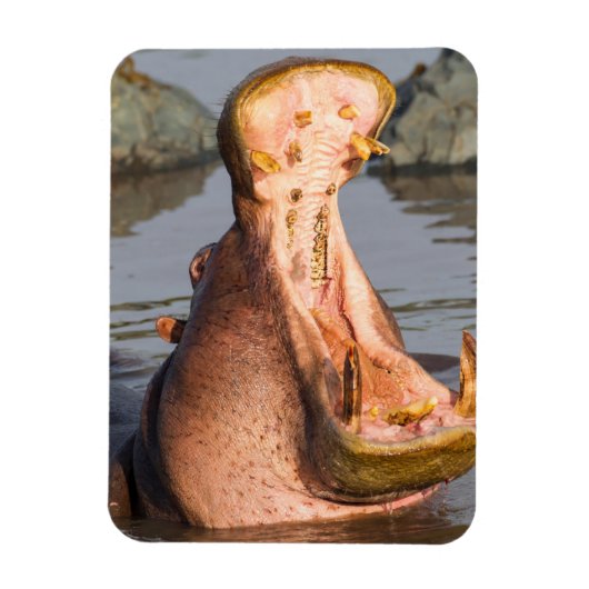 Hippo yawning, Tanzania Magneet (Verticaal)