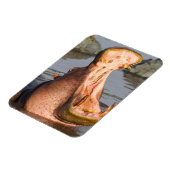 Hippo yawning, Tanzania Magneet (Linkerzijde)