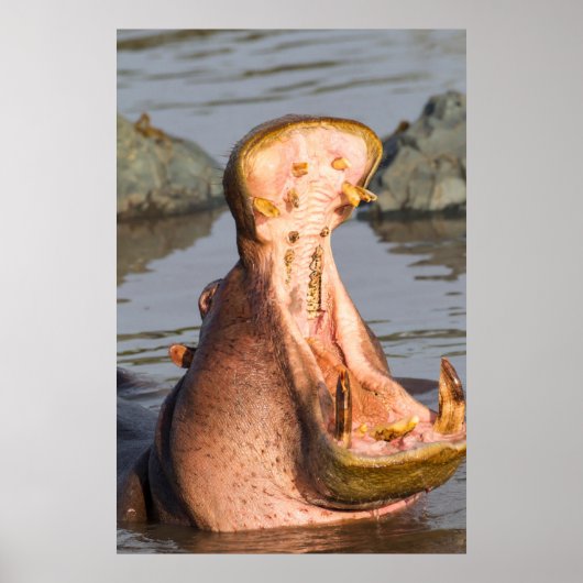 Hippo yawning, Tanzania Poster (Voorkant)