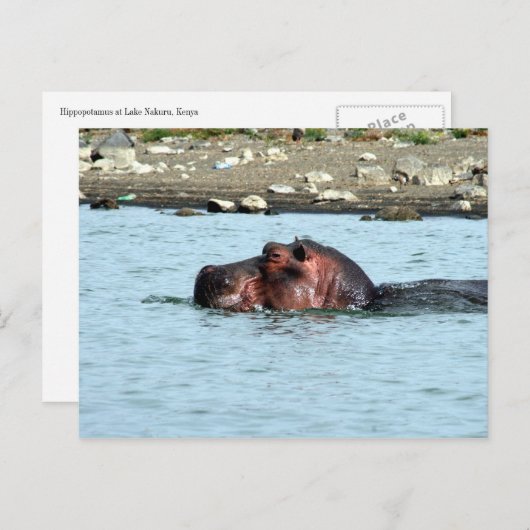 hippo zwemmen briefkaart (Voorkant / Achterkant)