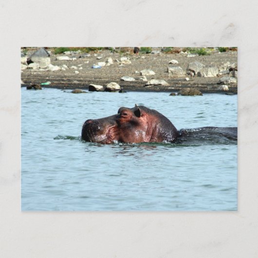 hippo zwemmen briefkaart (Voorkant)