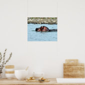 hippo zwemmen poster (Keuken)