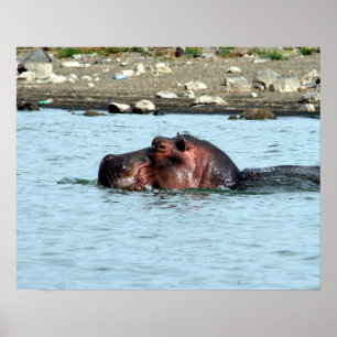 hippo zwemmen poster