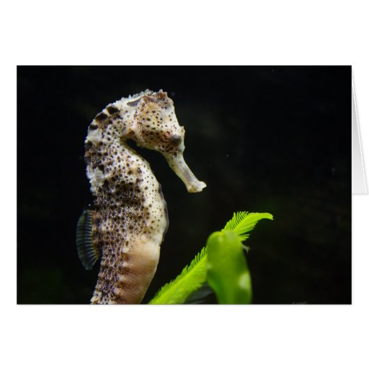 Hippocampus (Voorkant Horizontaal)