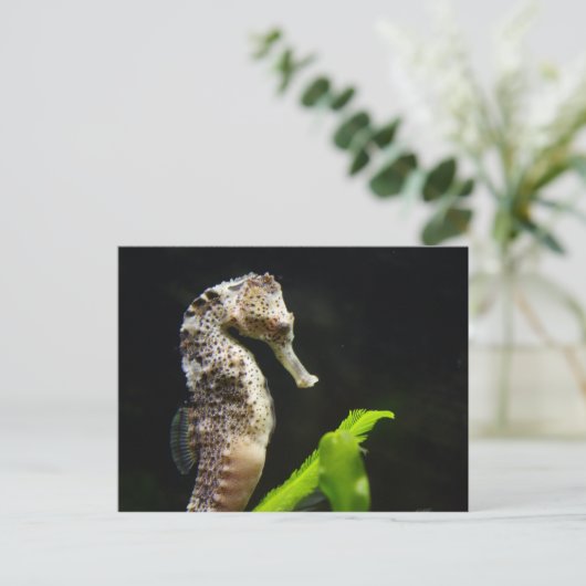 Hippocampus Briefkaart (Staand voorkant)