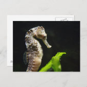 Hippocampus Briefkaart (Voorkant / Achterkant)