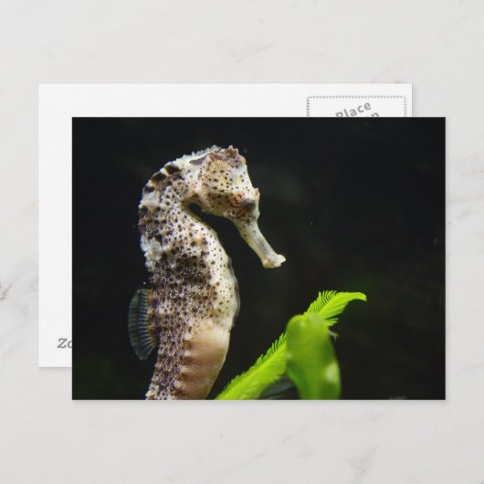 Hippocampus Briefkaart (Voorkant / Achterkant)