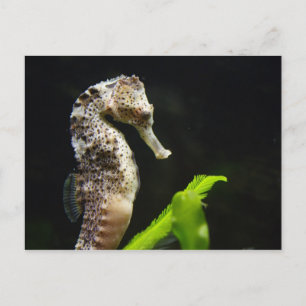 Hippocampus Briefkaart