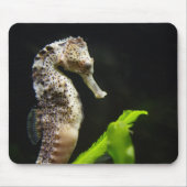 Hippocampus Muismat (Voorkant)
