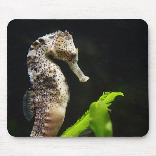 Hippocampus Muismat (Voorkant)