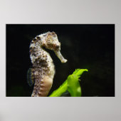 Hippocampus Poster (Voorkant)