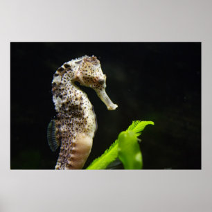Hippocampus Poster