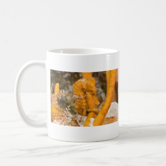 Hippocampus reidi - Longsnout Seahorse Koffiemok (Links)