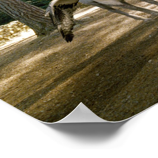 Hippogriff Poster (Hoek)