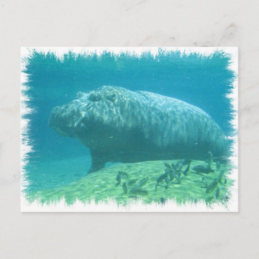 Hippopatumus Habitat Briefkaart (Voorkant)