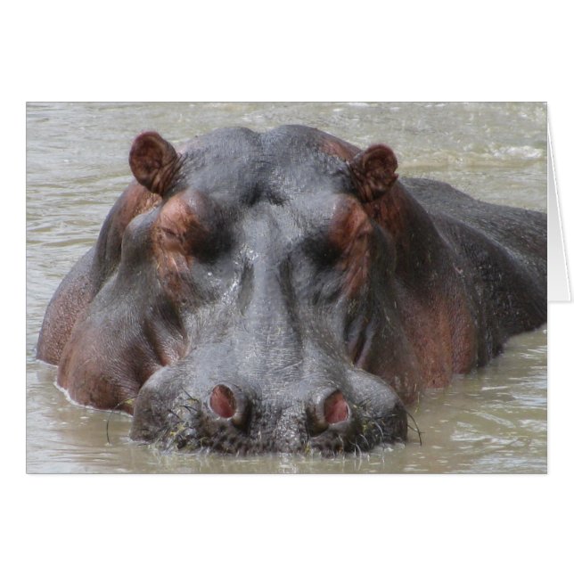 Hippopotamus (Voorkant Horizontaal)