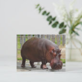 Hippopotamus #2 Briefkaart (Staand voorkant)