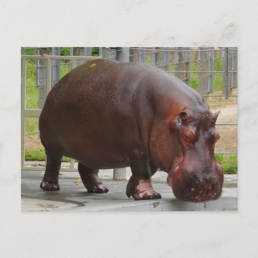 Hippopotamus #2 Briefkaart (Voorkant)