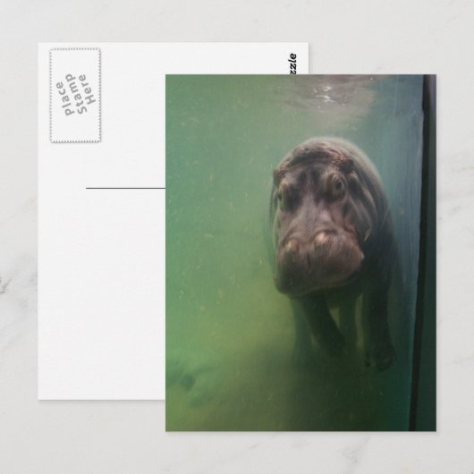 Hippopotamus Abstract #2 Briefkaart (Voorkant / Achterkant)