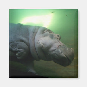 Hippopotamus Abstract Magneet