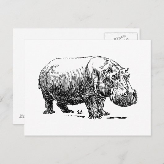 Hippopotamus Briefkaart (Voorkant / Achterkant)