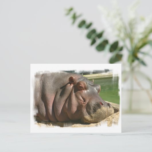 Hippopotamus Briefkaart (Staand voorkant)