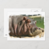 Hippopotamus Briefkaart (Voorkant / Achterkant)