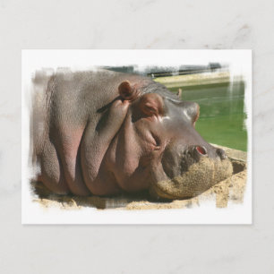 Hippopotamus Briefkaart