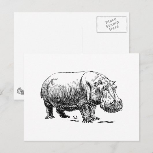 Hippopotamus Briefkaart (Voorkant / Achterkant)
