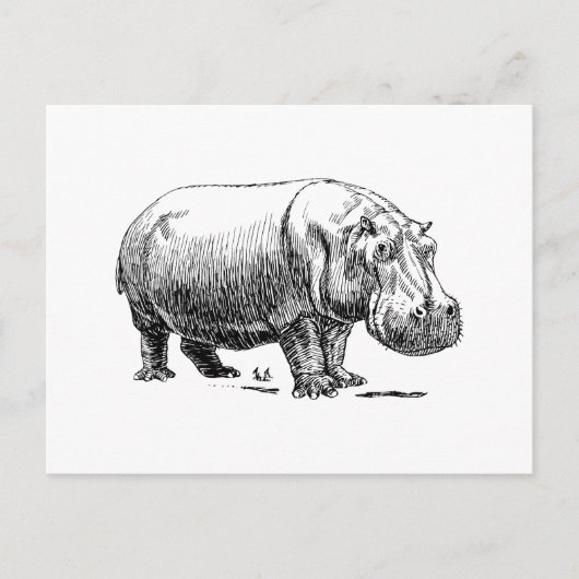 Hippopotamus Briefkaart (Voorkant)