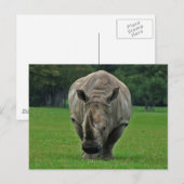 Hippopotamus briefkaart (Voorkant / Achterkant)