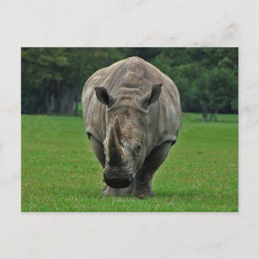 Hippopotamus briefkaart (Voorkant)