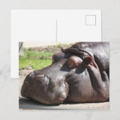 Hippopotamus Briefkaart (Voorkant / Achterkant)