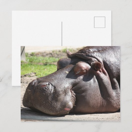 Hippopotamus Briefkaart (Voorkant / Achterkant)