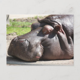 Hippopotamus Briefkaart