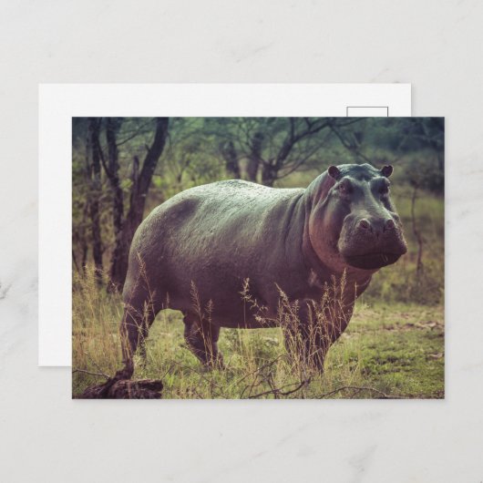 Hippopotamus Briefkaart (Voorkant / Achterkant)