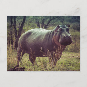 Hippopotamus Briefkaart