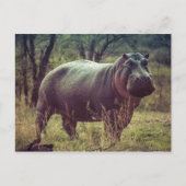 Hippopotamus Briefkaart (Voorkant)