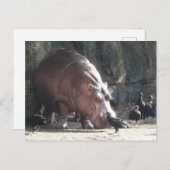 Hippopotamus Briefkaart (Voorkant / Achterkant)