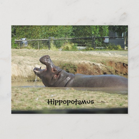 Hippopotamus Drink Briefkaart (Voorkant)