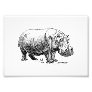 Hippopotamus Foto Afdruk